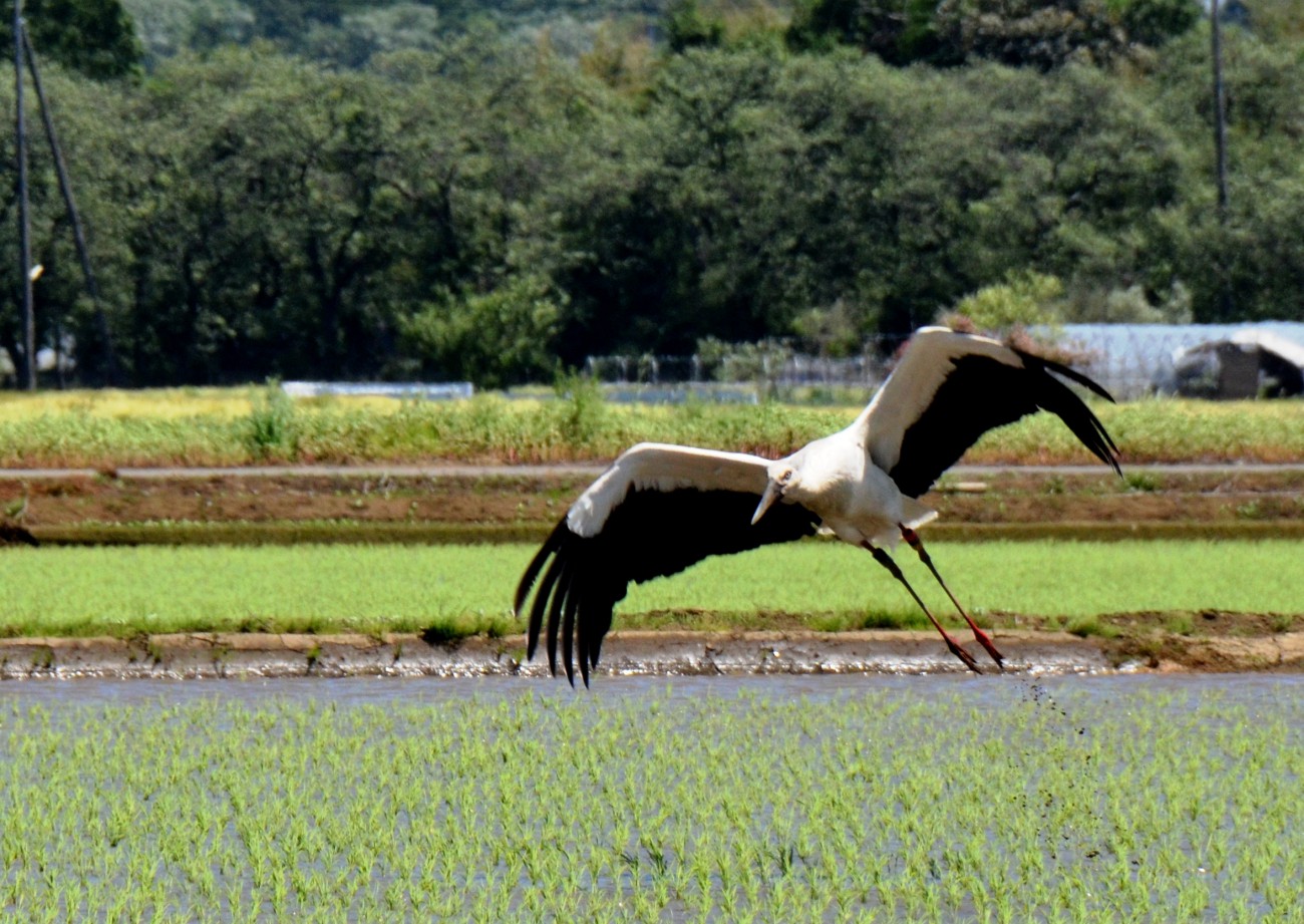 H27年度 審査員特別賞「コウノトリ飛来」白石正夫氏